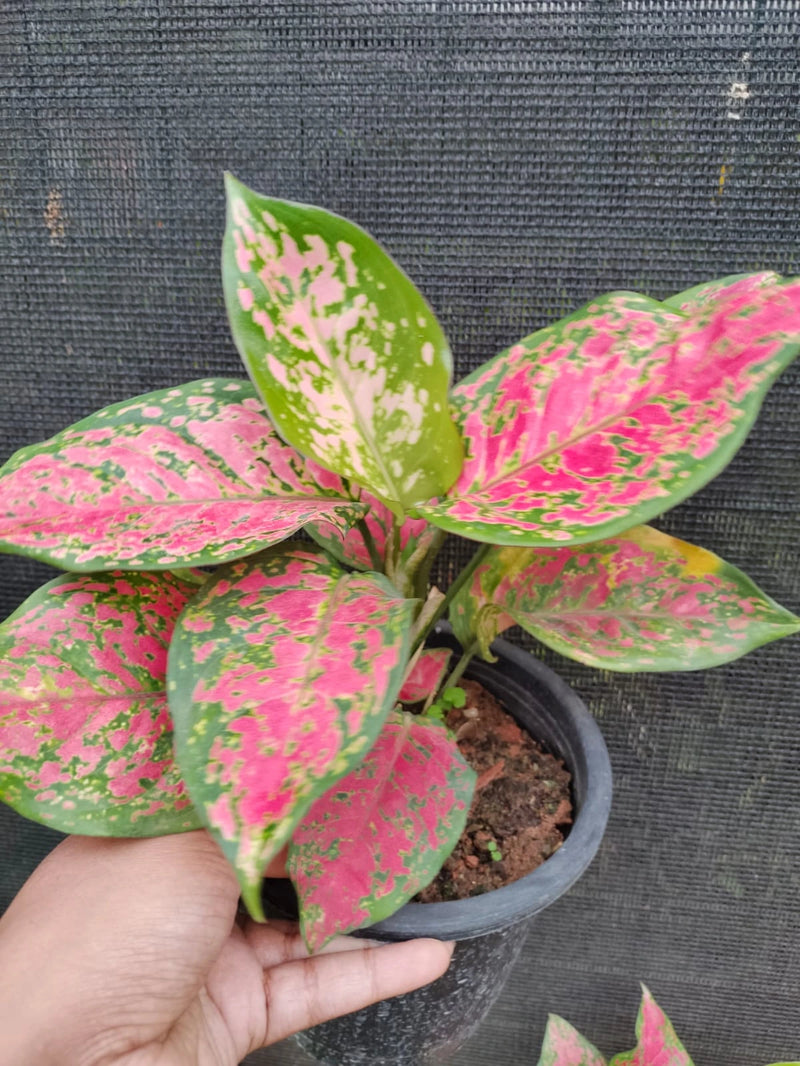 Aglaonema Valentine Indoor/Outdoor Plant