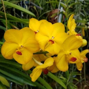 Vandachostylis Conference Gold - Blooming Size