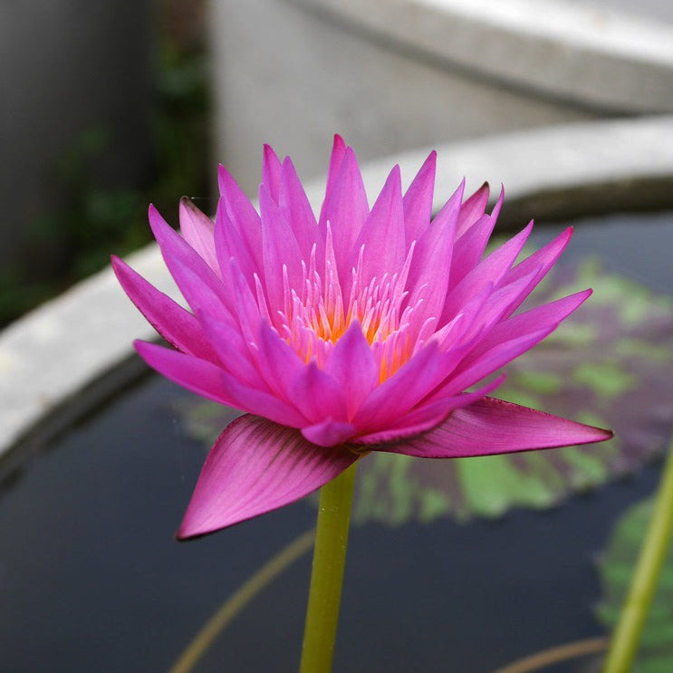 Waterlily Miami Rose (Tropical Water Lily)