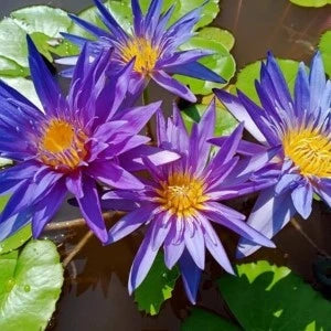 Indian Nursery - Blue Water Lily(Aquatic plants) Exporter, Seller
