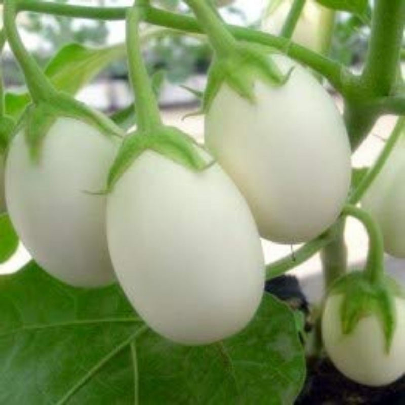Organic White Brinjal Seeds - Open Pollinated