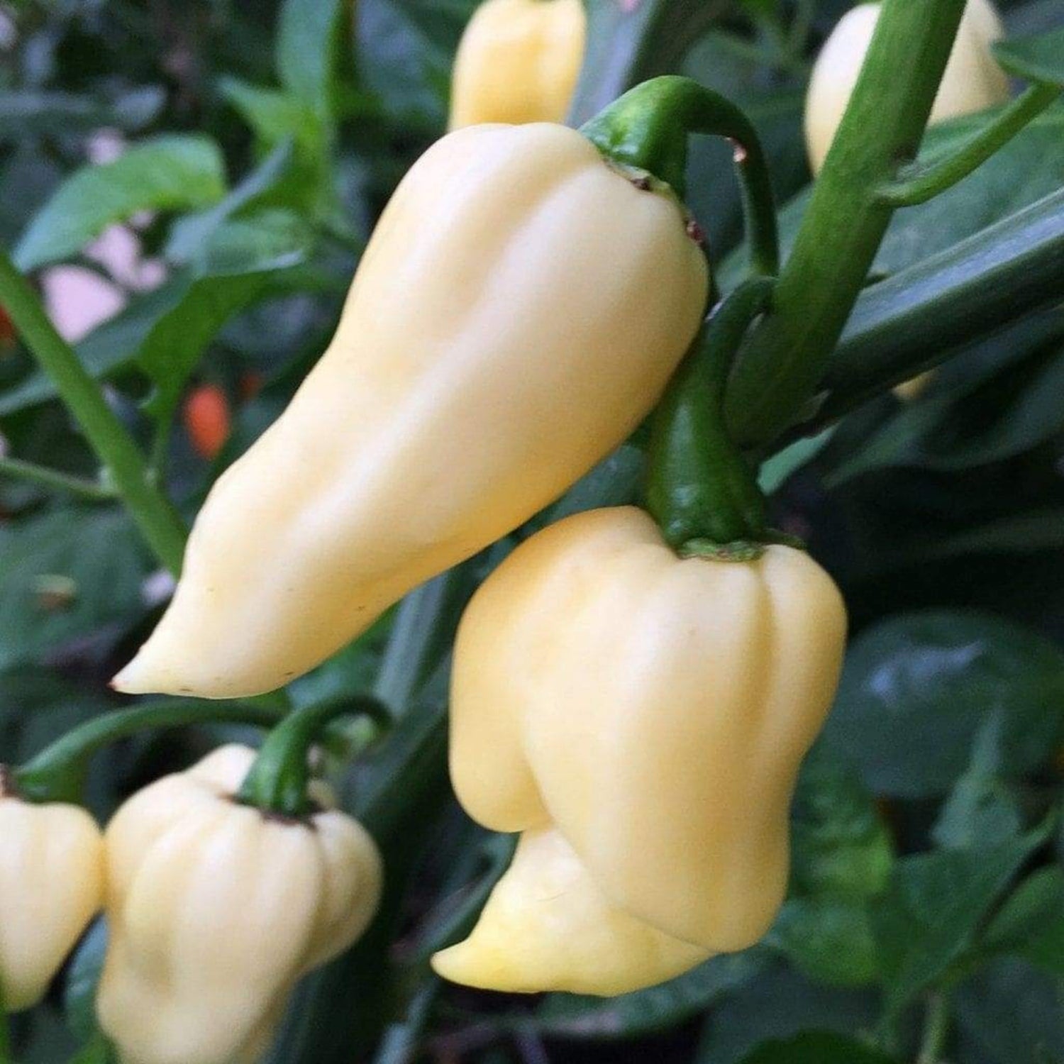 Organic White Chilli Seeds - Open Pollinated