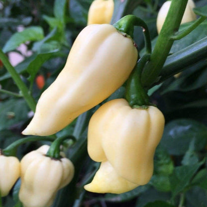 Organic White Chilli Seeds - Open Pollinated