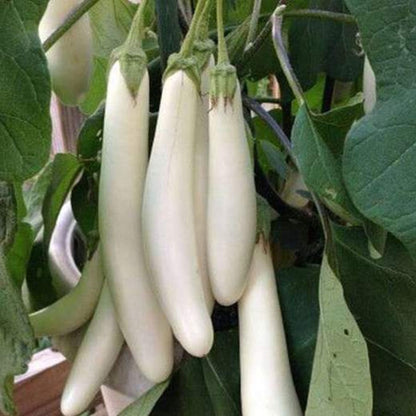 Organic White Long Brinjal Seeds - Open Pollinated
