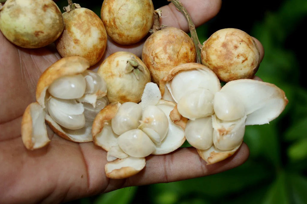 White Rambai Live Plant (Baccaurea Motleyana)