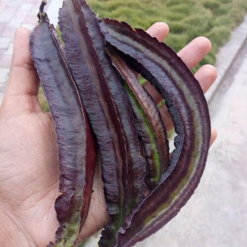 Organic Purple Winged Beans Seeds - Open Pollinated