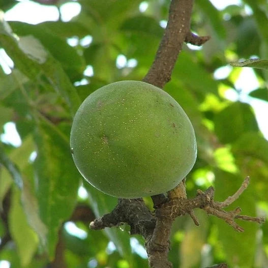 Wooly Leaved Sapote (Casimiroa Tetrameria)
