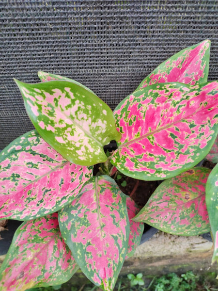 Aglaonema Valentine Indoor/Outdoor Plant