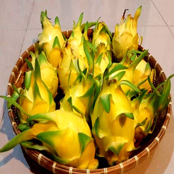 Dragon Fruit Yellow Rooted Plant